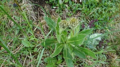 Hypochaeris uniflora