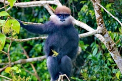 Purple-Faced Langur photo 1
