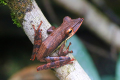 Long-Snouted Tree-Frog photo 3