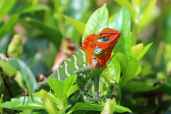 Common Green Forest Lizard photo 1