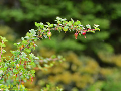 Ribes formosanum