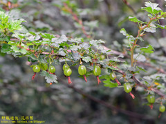 Ribes formosanum
