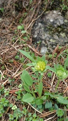 Anthyllis vulneraria alpestris