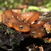 Rough-skinned Newt - Photo (c) Viperidaeeee, some rights reserved (CC BY-NC), uploaded by Viperidaeeee