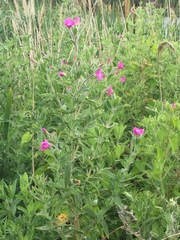 Epilobium hirsutum