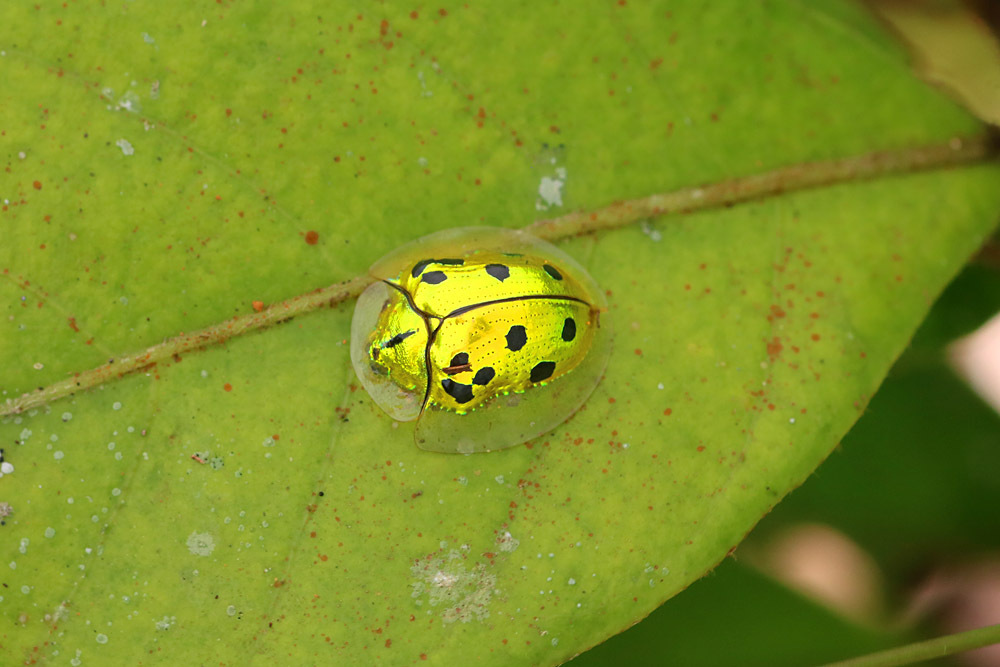 Chiridopsis tredecimnotata