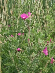 Epilobium hirsutum