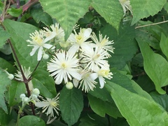 Clematis vitalba