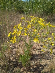 Jacobaea andrzejowskyi