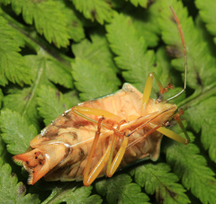 Acanthosoma denticaudum
