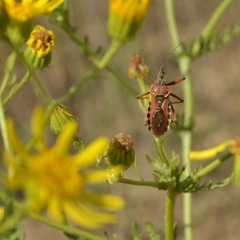 Jacobaea andrzejowskyi