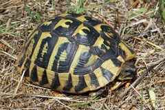 Testudo hermanni