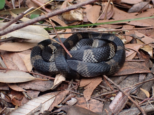 Stephens' Banded Snake sighting