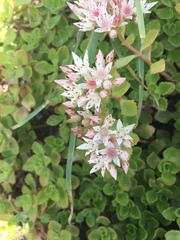 Phedimus spurius
