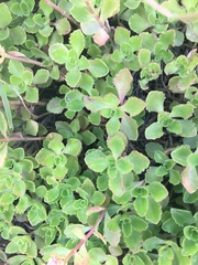 Phedimus spurius