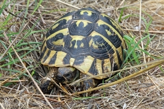 Testudo hermanni