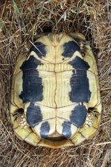 Testudo hermanni