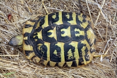 Testudo hermanni