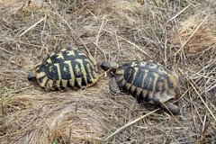 Testudo hermanni