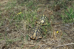Testudo hermanni
