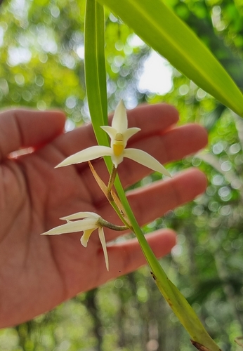 Image of Nidema boothii by (c) Kelin Guerra, some rights reserved (CC BY)