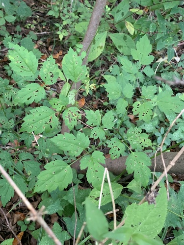 Image of Simple Bugbane (Actaea simplex) by (c) Daniel J. Layton, some rights reserved (CC BY)
