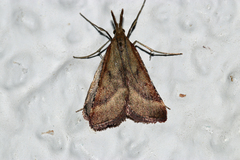Synaphe punctalis
