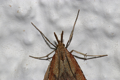 Synaphe punctalis