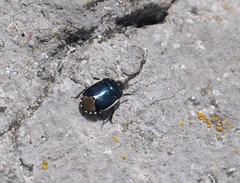 Canthophorus impressus