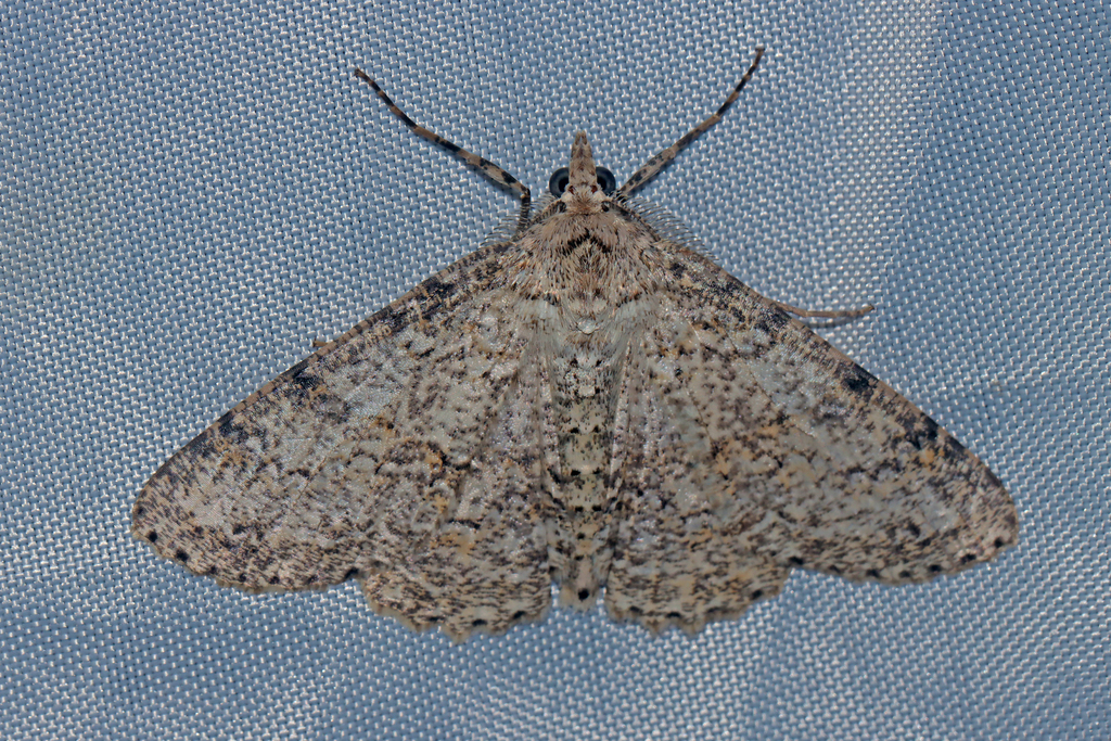 Ascotis terebraria