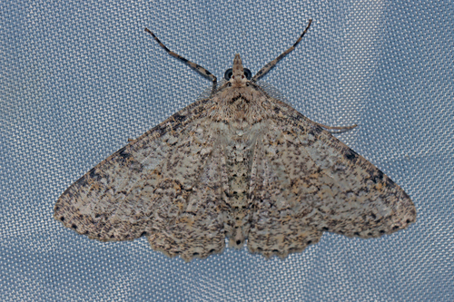 Ascotis terebraria