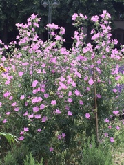Malva moschata