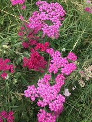Achillea millefolium