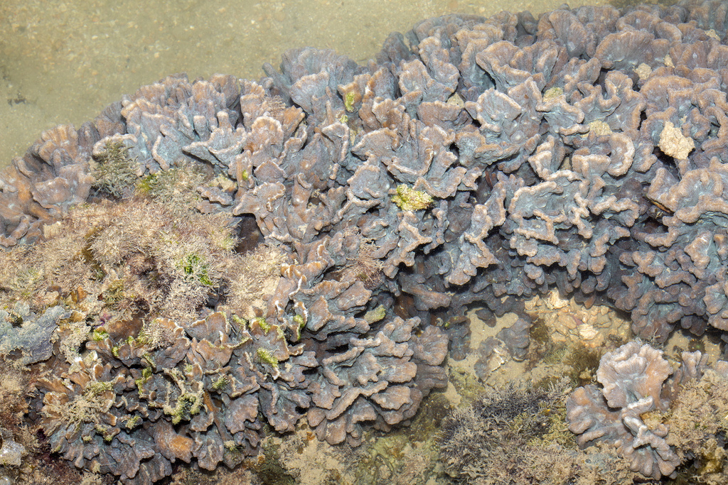 Pectinia paeonia