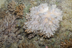 Cladiella
