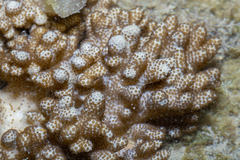 Cladiella