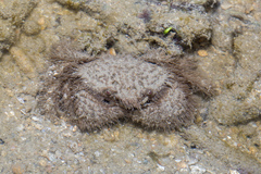 Pilumnus vespertilio