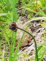 Allium strictum