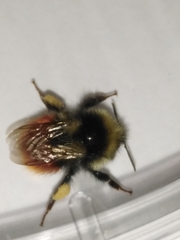 Bombus lapponicus