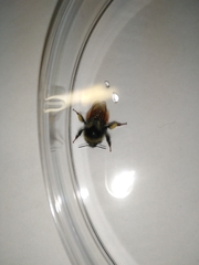 Bombus lapponicus