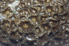Palythoa mutuki