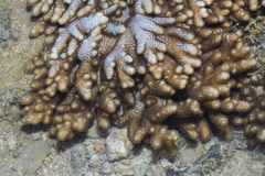 Cladiella