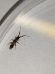 Orchesella flavescens