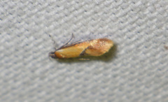 Batia lunaris