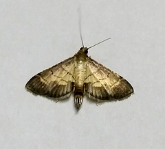 Cnaphalocrocis
