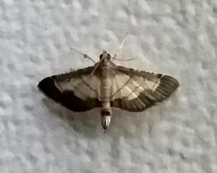 Cnaphalocrocis