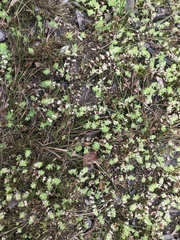 Illecebrum verticillatum