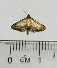 Cnaphalocrocis