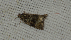 Syricoris lacunana