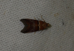 Acrobasis repandana